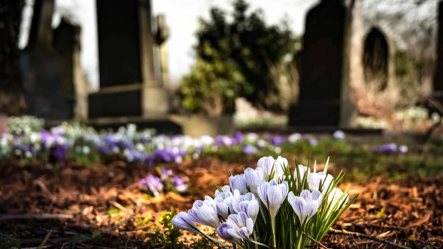 Flowers in a graveyard