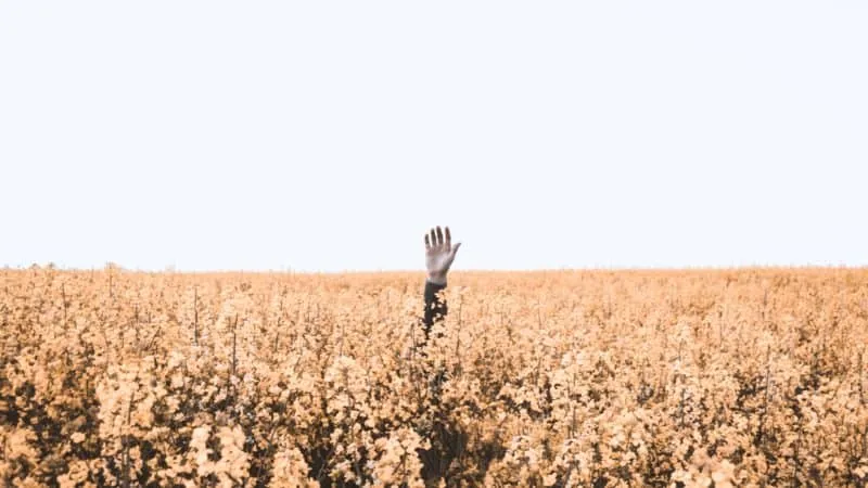 Hand lifted up in a flower field