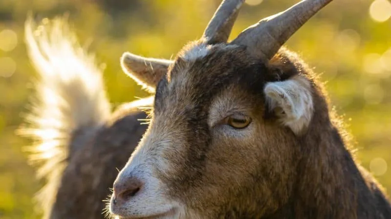 A goat