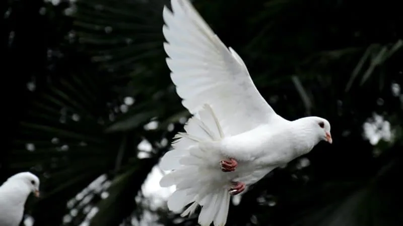 Two white doves