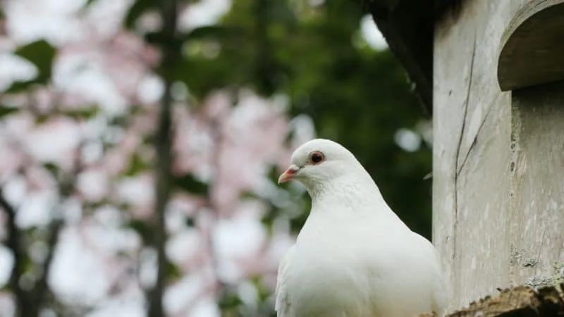White dove