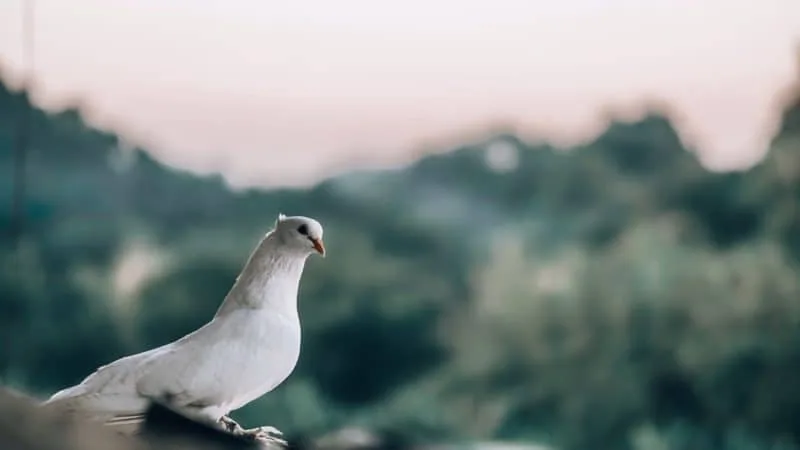 White dove