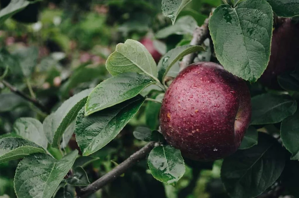 A mouth-watering red fruit
